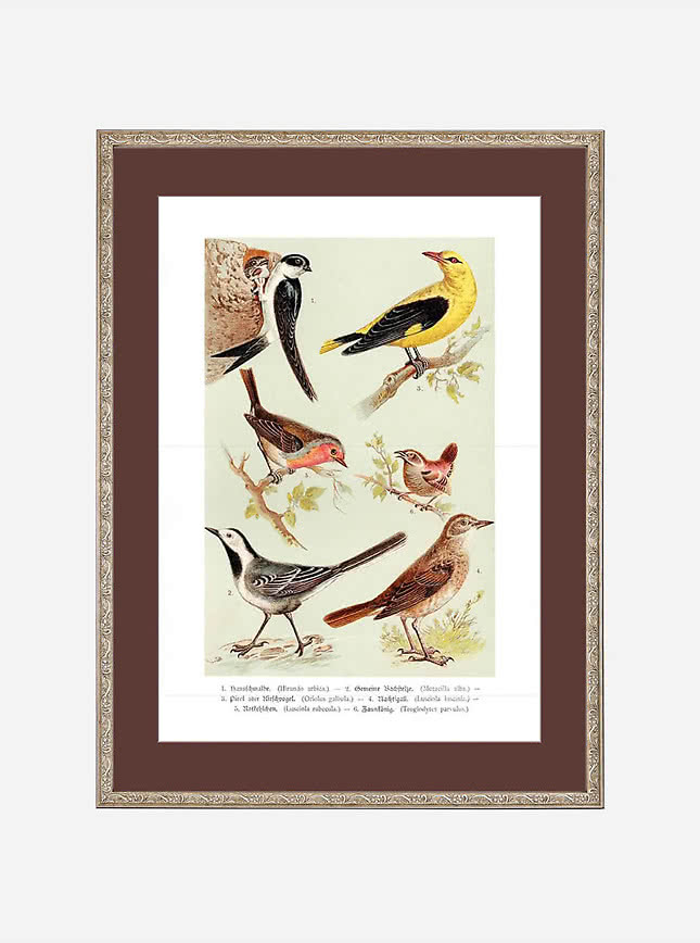 Vintage vogelillustratie in een klassieke lijst met bruin passe-partout