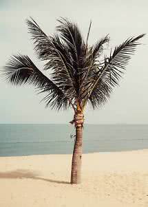 Palme an einem Sandstrand vor ruhigem Meer unter hellem Himmel