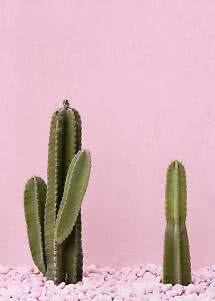 Cactus verts dans des galets roses devant un mur rose
