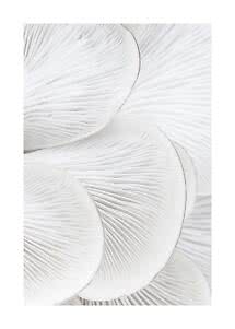 Primo piano di funghi bianchi con lamelle sottili in un morbido motivo astratto