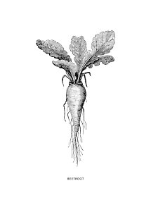 Illustration botanique en noir et blanc d'une betterave avec feuilles et racines sur fond blanc