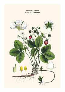 Botanische Illustration einer Walderdbeere mit Blüten, Blättern, roten Früchten und Wurzeln