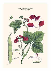 Botanisk illustration af pralbønne med røde blomster, grønne blade og lang bælg