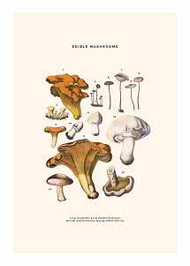 Vintage botanical poster with illustrations of edible mushrooms on a light background