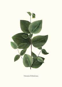 Botanisk illustration af Clematis ochroleuca med grønne blade og en hængende klokkeformet blomst
