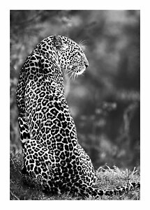 Black-and-white photo of a leopard sitting in grass, looking to the side