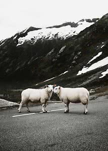 Twee witte schapen staan op een weg voor donkere bergen met sneeuw.