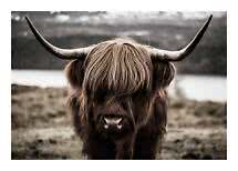 Close-up of a Highland cow with long horns and shaggy fur standing by a lake