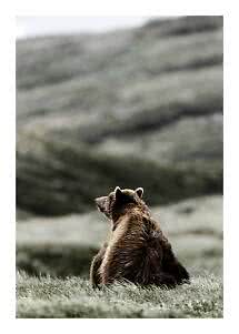 Brown bear sitting in grass, looking toward misty mountains