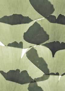 Patrón de hojas de ginkgo verde claro superpuestas con sombras oscuras