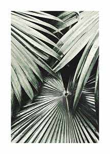 Close-up of tropical palm leaves with water droplets in green and silvery gray tones