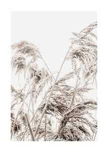 Tall reeds covered in frost in a bright, misty winter landscape