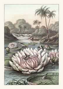 Illustration of a tropical lake with large water lilies, birds, palm trees, a waterfall and a small boat