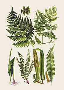 Illustrazione botanica con varie fronde di felce verdi su sfondo chiaro