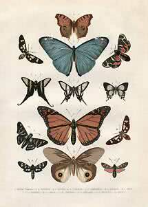 Vintage naturillustration med 13 sommerfugle og møl i forskellige farver på lys baggrund.