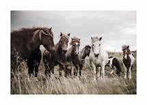Troupeau de chevaux islandais dans les hautes herbes sous un ciel nuageux
