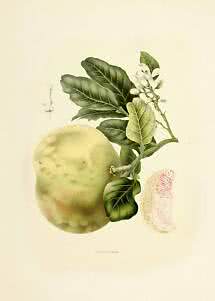 Botanical illustration of a large citrus fruit with green leaves, white blossoms, and a cut fruit section