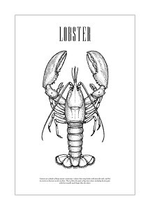Black-and-white poster with detailed lobster illustration and the word "LOBSTER"