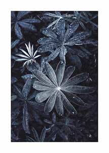 Close-up of dark, star-shaped leaves covered in dew