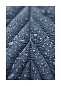 Close-up of a dark leaf covered in water droplets