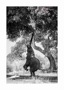 Foto in bianco e nero di un elefante che si allunga verso le foglie di un grande albero