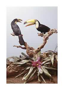 Deux toucans perchés sur une branche noueuse au-dessus d’une broméliacée rose