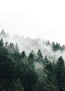 Foresta di conifere nebbiosa su un pendio con raggi di sole