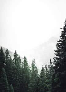 Misty mountain landscape with dark pine trees in the foreground