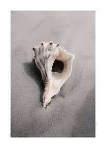 Grand coquillage posé sur du sable gris humide