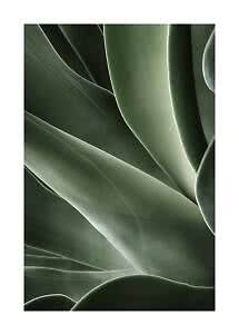 Gros plan de feuilles de succulente vertes aux courbes douces et lumière douce