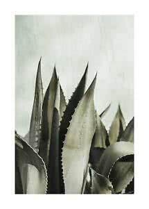 Primo piano di un’agave verde con foglie appuntite e seghettate su parete chiara
