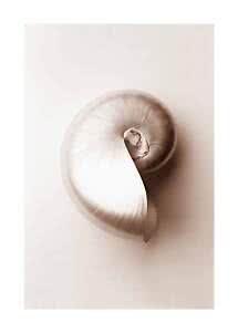 Close-up of a spiral seashell in light beige tones on a neutral background