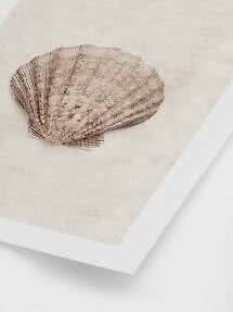 Scallop Shell Poster Coastal poster – Scallop Shell | Postery