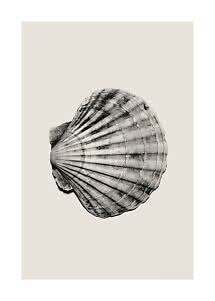 Black-and-white illustration of a scallop shell on a light beige background