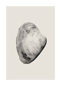 Black-and-white illustration of a seashell on a light beige background