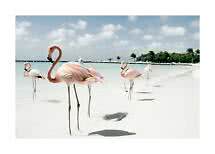 Flamingo's staan in ondiep water bij een wit zandstrand onder een blauwe lucht met wolken.