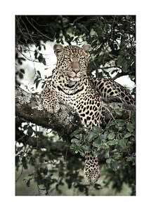 Leopardo disteso su un grosso ramo tra foglie verdi
