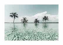 Palm trees in shallow clear water under a pale blue sky with large white clouds