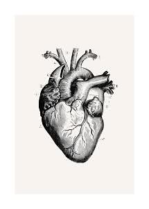 Vintage anatomical illustration of a human heart in black on a light background