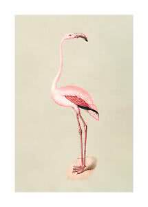 Illustration of a pink flamingo standing on a rock against a light beige background
