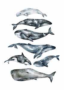 Illustrazione ad acquerello di varie balene e un’orca su sfondo bianco