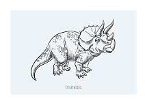 Czarny rysunek liniowy triceratopsa na jasnoniebieskim tle z napisem „Triceratops”