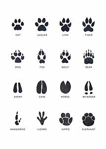 Ilustración con 16 huellas de animales negras y etiquetas en inglés sobre fondo blanco