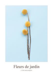 Tres flores secas amarillas esféricas con tallos sobre fondo azul claro