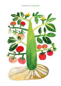 Illustration af tomatplante med røde og grønne tomater, gul blomst og skiver af citrusfrugt nederst