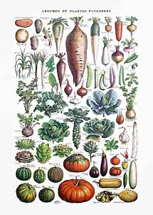 Vintage botanical poster of assorted vegetables and root crops, labeled in French.