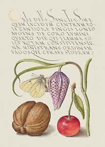 Ilustracja botaniczna z orzechem włoskim, wiśnią, fioletowym kwiatem, motylem i kaligrafią