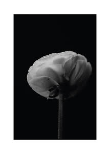 Gros plan d’une fleur blanche aux pétales superposés sur fond noir