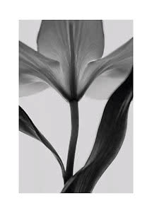 Primo piano di un tulipano in bianco e nero con petali morbidi e foglie lunghe