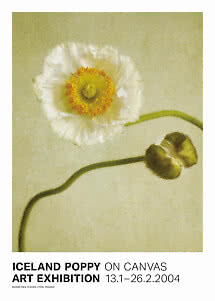 Poster mit weißem Islandmohn und Knospe auf hellem Hintergrund, Ausstellungstext unten